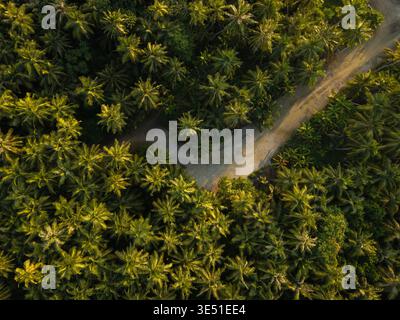 Vista aerea di un sentiero sabbioso che si snoda attraverso una fitta tettoia di palme verdeggianti, la luce del sole che circonda le foglie, creando un mosaico di luci e ombre, Foto Stock