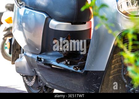 Una bella gatta nera randagia è seduta su uno scooter elettrico nella vecchia città di Rodi, Grecia. Foto Stock