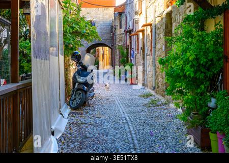 Un gatto randagio cammina lungo una stretta via acciottolata nella città medievale di Rodi, sull'isola di Rodi, Grecia. Foto Stock