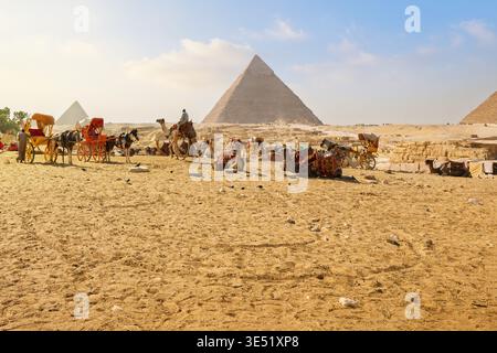 Cammelli e cavalli con carrozze turistiche rilassati nel deserto presso il complesso piramidale di Giza, in Egitto. Foto Stock