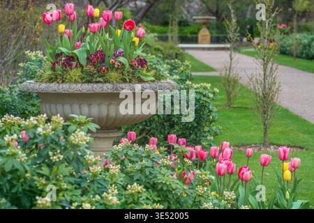 Classica urna d'epoca piantata con tulipani e pansie fioriti in primavera e sottopiantata con tulipani rosa. Foto Stock
