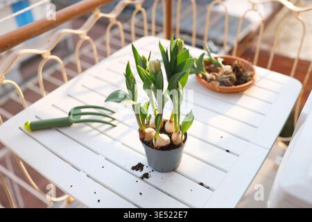 Attrezzi da giardinaggio verdi e bulbi di tulipani in vaso sul soleggiato tavolo del balcone. La scena estetica della piantagione primaverile cattura il giardinaggio urbano e il cottagecore Foto Stock