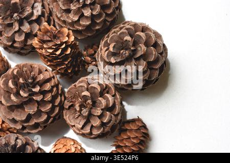 Coni di pino naturale disposti su un tavolo bianco pulito, catturati in luce soffusa. Natura morta della foresta rustica con texture terrose e composizione minimalista. Foto Stock