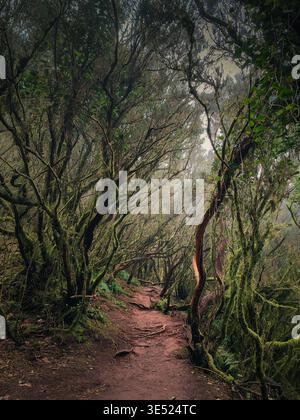 Misterioso sentiero forestale nel bosco di alloro nebbioso, vicino a Pico del Ingles, Tenerife, Isole Canarie, Spagna Foto Stock