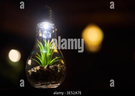 Una fotografia ravvicinata di una lampadina a incandescenza in vetro trasparente riutilizzata come terrario sospeso, sospesa capovolta su uno sfondo scuro. Foto Stock