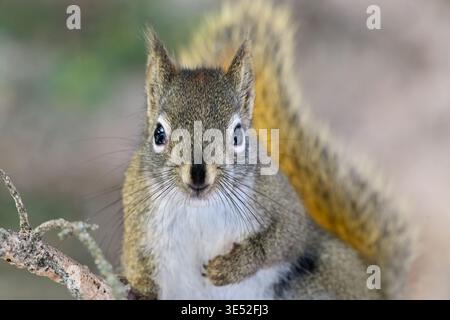 Un curioso scudiero rosso americano seduto su un ramo di abete rosso. La fotografia della fauna selvatica è la migliore grazie a questa splendida immagine di questo piccolo squirre Foto Stock