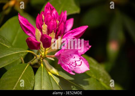 Rododendro rosa vivace o fiori di azalea in piena fioritura. Sfondo floreale radioso per progetti di marketing primaverile e di design di petali. Foto Stock