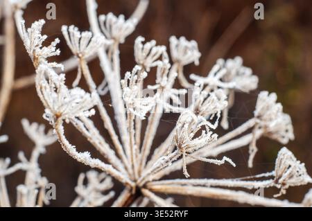 Erba secca con semi su un prato ricoperto di gelo, erbario autunnale Foto Stock