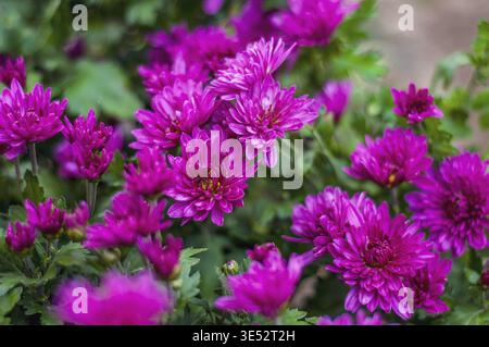 Vista ravvicinata dei vibranti fiori di crisantemo viola in piena fioritura, densamente raggruppati Foto Stock