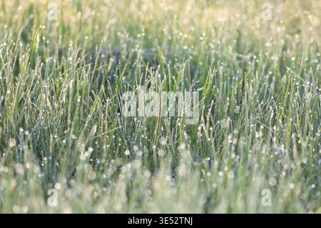 Erba mattutina con gocce di gelo e rugiada scintillanti alla luce del mattino, morbida e fresca Foto Stock