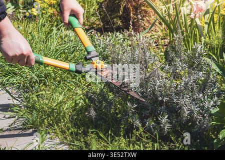 Primo piano di mani con cesoie per tagliare una pianta in giardino. Per il taglio vengono utilizzate cesoie verdi e arancioni Foto Stock