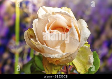 Vista ravvicinata di una rosa di pesca fiorente, che mostra la sua complessa struttura a petali su uno sfondo floreale sfocato Foto Stock