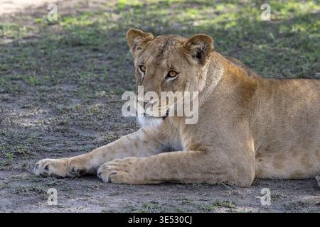 Leone (Panthera leo), donna, leonessa, primo piano, sdraiata all'ombra, contatto visivo, Ndutu Conservation area, Tanzania Foto Stock