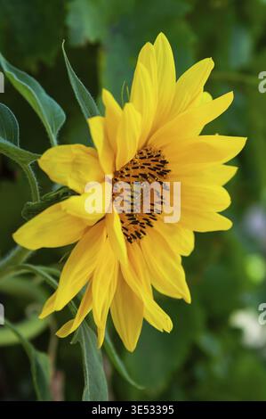 Un vibrante girasole in piena fioritura, che mostra i suoi petali gialli luminosi e gli intricati dettagli del centro del fiore su uno sfondo verde sfocato Foto Stock