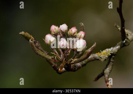 Foto macro dettagliata di un gruppo di fiori e gemme di alberi da frutto rosa che iniziano ad aprirsi su un ramo, sfondo naturale scuro con morbido bokeh Foto Stock