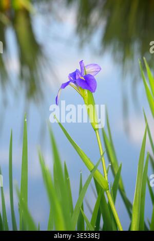 Iris gigante blu Luisiana (Iris giganticaerulea) che fiorisce a marzo lungo il lago di Houston, Texas. Foto Stock