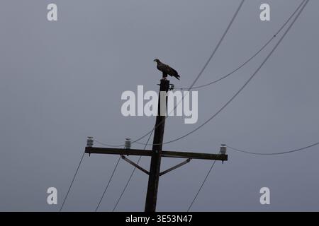 Giovane aquila calva arroccata su un palo di legno contro un cielo grigio Foto Stock
