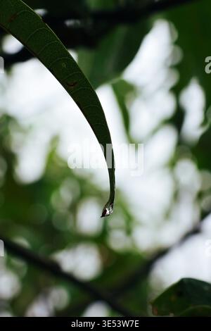 Singola goccia di pioggia appesa alla foglia verde curva. Primo piano di una sottile foglia verde con una goccia d'acqua limpida sospesa dalla punta. Foto Stock