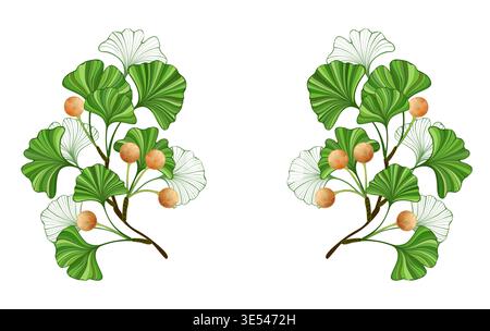 Composizione simmetrica di rami di ginkgo biloba verdi, artisticamente disegnati, con foglie verdi e bacche gialle, su sfondo bianco. Ginkgo Bi verde Illustrazione Vettoriale