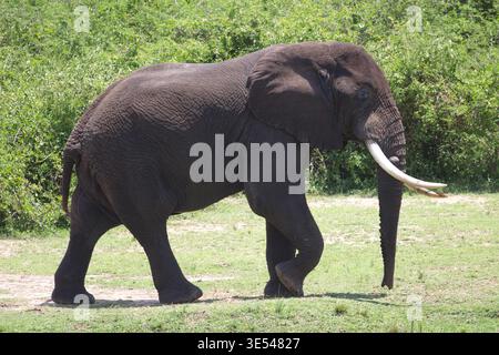 Elefante africano adulto che cammina sull'erba con fitti cespugli verdi sullo sfondo, Uganda. Foto Stock