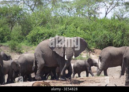 Mandria di elefanti africani, compresi adulti e vitelli, che camminano su terreni asciutti con cespugli verdi sullo sfondo, Uganda. Foto Stock