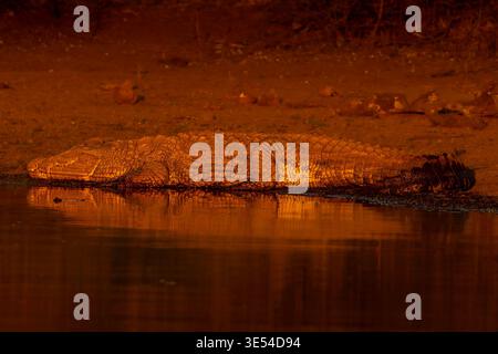 Coccodrillo del Nilo che si crogiola sulla riva del fiume con una luce rossa dorata e riflessa, Parco Nazionale di Kruger, Sudafrica Foto Stock