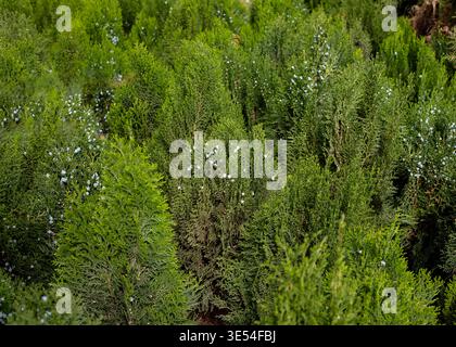 Primo piano delle piante verdi di Thuja Cypress Foto Stock