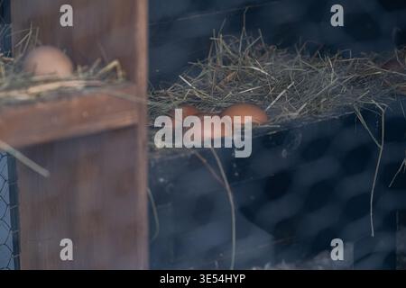 Uova di pollo fresche che riposano in un nido di fieno all'interno di una culla di legno. Ambiente agricolo naturale con luce soffusa e texture rustica. Adatto per agricoltura, organi Foto Stock