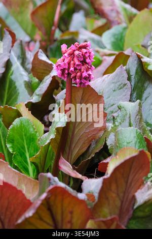 Bergenia Abendglocken, orecchie di elefante Abendglocken, Bergenia Evening Bells, verde scuro, foglie ovali che diventano fiori di colore rosso, viola e rosa Foto Stock