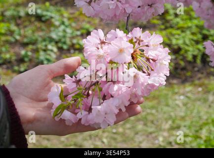 Mano femminile che tiene in mano boccioli di ciliegio rosa su sfondo verde, illustrando un semplice dettaglio primaverile. Foto Stock