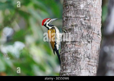 India, Kerala, Thottada, flameback nero stropicciato (Dinopium benghalense) Foto Stock