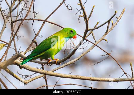 India, Kerala, pappagallo pendente (loriculus vernalis) Foto Stock