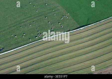 Francia, Doubs, Dambenois, mandria di mucche che pascolano, prato falciato, sentiero (vista aerea) Foto Stock