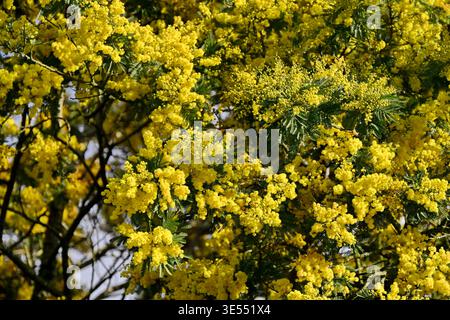Francia, Morbihan, vegetazione, mimosa invernale (Acacia dealbata) in fiore Foto Stock