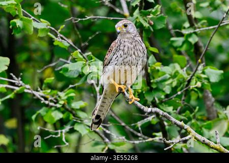 Francia, Doubs, Common Kestrel (Falco tinnunculus), adulto arroccato su una diramazione Foto Stock