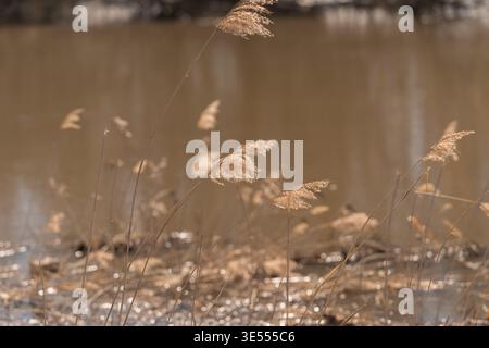 Teste di semina scintillanti sulla superficie del fiume, riflessi scintillanti sui pennacchi piumati, messa a fuoco superficiale che isola le texture, corrente delicata che crea un leggero effetto fil Foto Stock