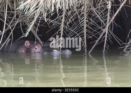 Vista frontale dell'ippopotamo parzialmente sommerso (Hippopotamus amphibius) nascosto sotto foglie di palma morte nell'acqua del Parco Nazionale del fiume Gambia Foto Stock