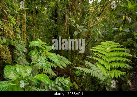 Vegetazione nella riserva forestale Nubular di Santa Elena, Monteverde, Costa Rica Foto Stock