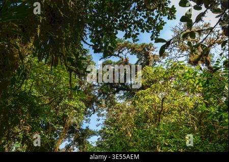 Vegetazione nella riserva forestale Nubular di Santa Elena, Monteverde, Costa Rica Foto Stock