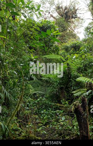 Vegetazione nella riserva forestale Nubular di Santa Elena, Monteverde, Costa Rica Foto Stock