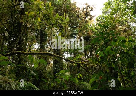 Vegetazione nella riserva forestale Nubular di Santa Elena, Monteverde, Costa Rica Foto Stock