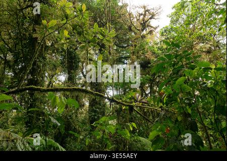 Vegetazione nella riserva forestale Nubular di Santa Elena, Monteverde, Costa Rica Foto Stock