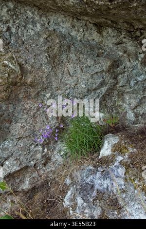 Pianta di campanula (campanula rotundifolia), comunemente nota come Bluebells, che cresce in un crepaccio roccioso, Muhu, Estonia, Europa. Foto Stock