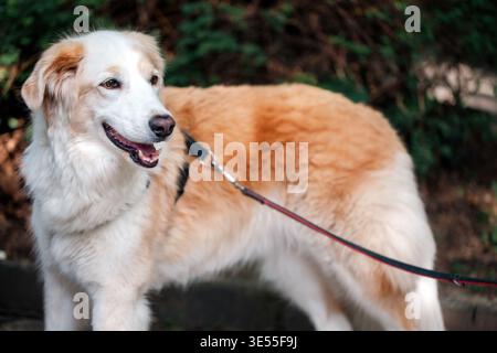 Primo piano di un bellissimo cane di razza mista Golden Retriever che indossa un guinzaglio in un parco. Animali domestici felici e ammessi che guardano lontano con un soffice soffice Foto Stock