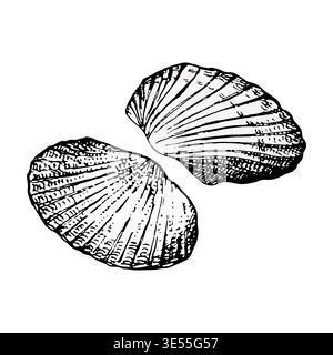 Illustrazione vettoriale di due metà di una conchiglia. Incisione a inchiostro disegnata a mano con linee dettagliate. Adatto per la progettazione marina, l'imballaggio e le stampe Illustrazione Vettoriale