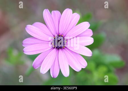Vista ravvicinata della Dimorphotheca ecklonis, conosciuta anche come Capo marguerite Foto Stock