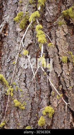 Letharia vulpina, o lichen lupo, è una specie di fungo fruticoso lichenizzato della famiglia delle Parmeliaceae. E' giallo-verde brillante, arbusto e molto alto Foto Stock