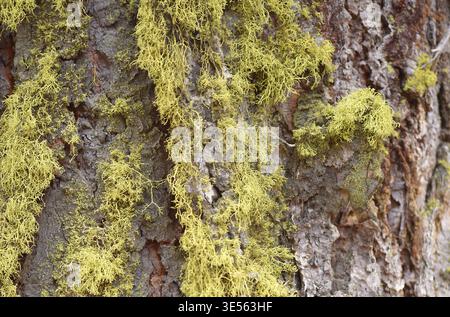 Letharia vulpina, o lichen lupo, è una specie di fungo fruticoso lichenizzato della famiglia delle Parmeliaceae. E' giallo-verde brillante, arbusto e molto alto Foto Stock