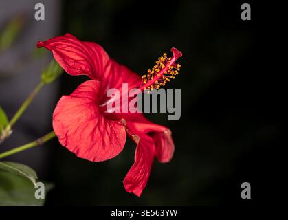 Fiore rosso dell'ibisco cinese (Hibiscus rosa-sinensis) con prominente colonna staminale su sfondo scuro, il Cairo, Egitto Foto Stock