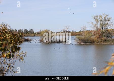 paesaggio autunnale, lago placido, oche, anatre, foglie di giallo brillante, oro, rosso (angolo del vento, stagionale, pastorale, rurale) Foto Stock